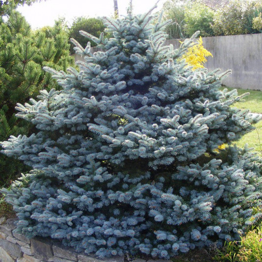 Picea pungens 'Koster' - Epicéa du Colorado - Sapin bleu