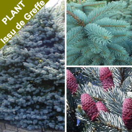 Picea pungens 'Koster' - Epicéa du Colorado - Sapin bleu