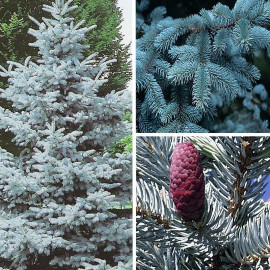 Picea pungens 'Hoopsii' - Epicéa du Colorado - Sapin bleu