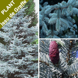Picea pungens 'Hoopsii' - Epicéa du Colorado - Sapin bleu