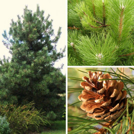 Pinus nigra austriaca - Pin noir d'Autriche