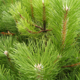 Pinus nigra austriaca - Pin noir d'Autriche