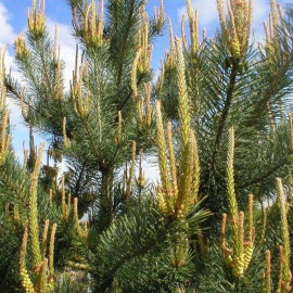 Pinus sylvestris - Pin sylvestre - Pin commun - Pin d'Ecosse