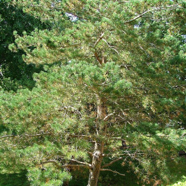 Pinus sylvestris - Pin sylvestre - Pin commun - Pin d'Ecosse