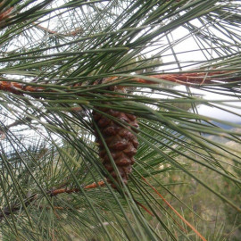 Pinus nigra laricio - Pin noir de Corse