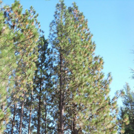Pinus nigra laricio - Pin noir de Corse