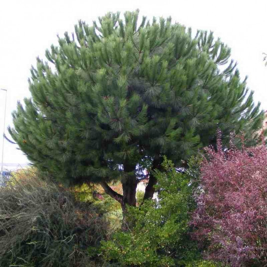 Pinus pinea - Pin parasol - Pin pignon