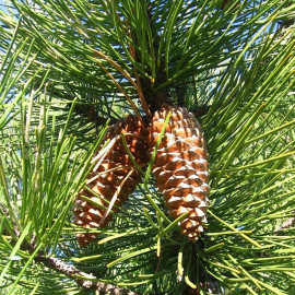 Pinus pinaster - Pin maritime - Pin de Bordeaux