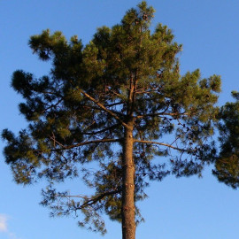 Pinus pinaster - Pin maritime - Pin de Bordeaux