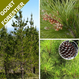 Pinus radiata 'Insignis' - Pin de Monterey