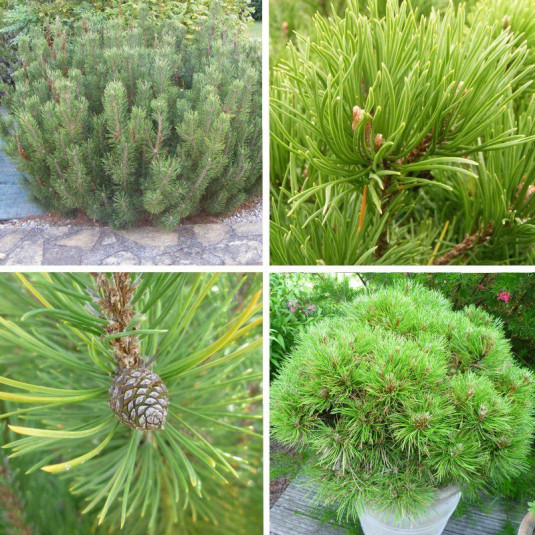 Pinus mugo 'Pumilio' - Pin nain mugho - Pin couvre-sol des montagnes