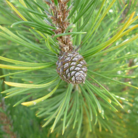 Pinus mugo 'Pumilio' - Pin nain mugho - Pin couvre-sol des montagnes