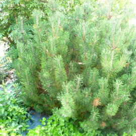 Pinus mugo 'Mughus' - Pin nain des montagnes - Pin mugho couvre-sol