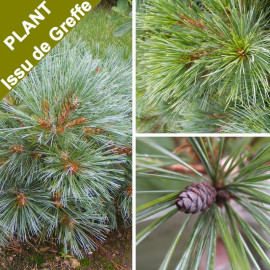 Pinus strobus 'Nana' - Pin nain des rocailles