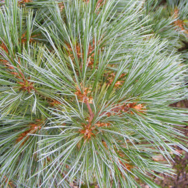 Pinus strobus 'Nana' - Pin nain des rocailles