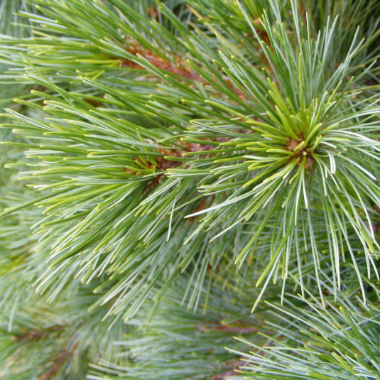 Pinus strobus 'Nana' Vente Pin blanc de Weymouth — free download