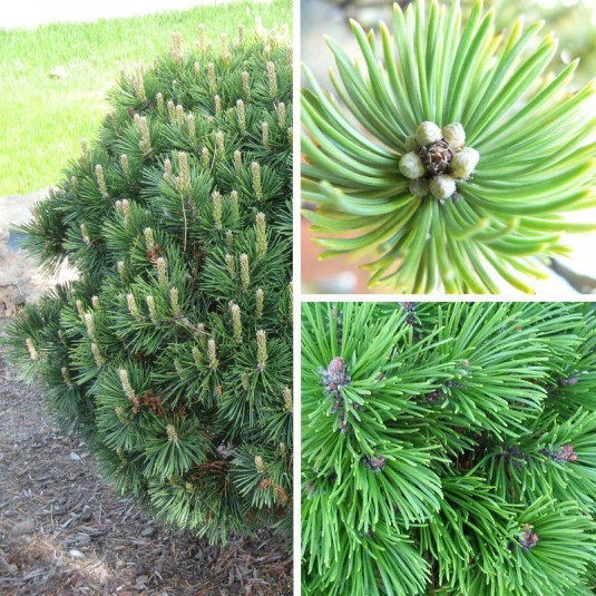 Pinus mugo 'Gnom' - Pin nain Mugho des rocailles