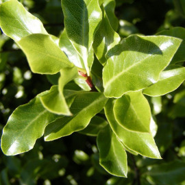 Pittosporum tenuifolium 'Green Rustik' - Pittospore vert à petites feuilles
