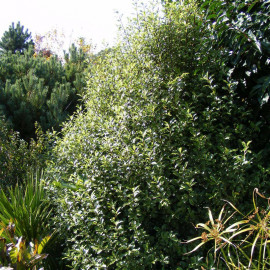 Pittosporum tenuifolium 'Green Rustik' - Pittospore vert à petites feuilles