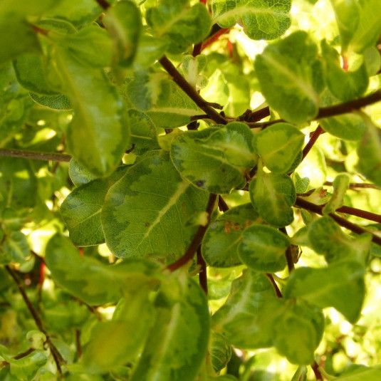 Pittosporum tenuifolium 'Abbostbury Gold' - Pittospore à petites feuilles panachées jaunes