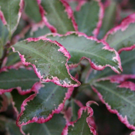 Pittosporum tenuifolium 'Victoria' - Pittospore à petites feuilles panachées roses