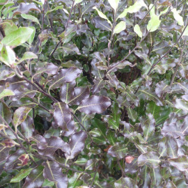 Pittosporum tenuifolium 'Purpureum' - Pittospore à petites feuilles pourpres
