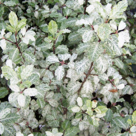 Pittosporum tenuifolium 'Irene Paterson' - Pittospore blanc à petites feuilles