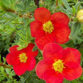 Potentilla fruticosa 'Red Lady' - Potentille arbustive rouge vif