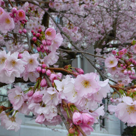 Prunus 'Accolade' - Cerisier à fleur rose