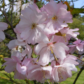 Prunus 'Accolade' - Cerisier à fleur rose