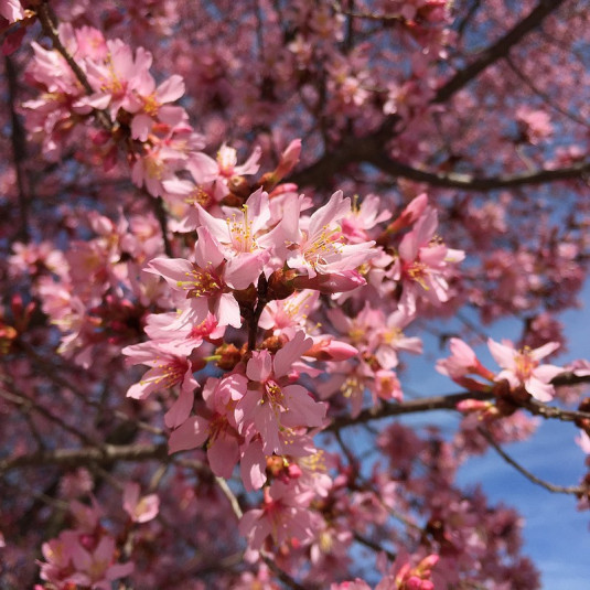 Prunus 'Okamé' - Cerisier du Japon à fleur rose vif