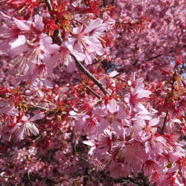 Prunus 'Okamé' - Cerisier du Japon à fleur rose vif