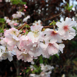 Prunus subhirtella 'Autumnalis' - Cerisier à fleurs Higan