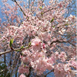Prunus subhirtella 'Autumnalis' - Cerisier à fleurs Higan