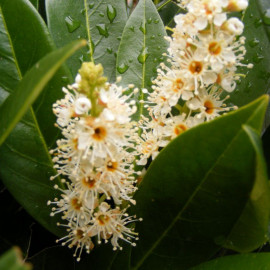 Prunus laurocerasus 'Otto Luycken' - Laurier palme nain - Laurier cerise à fleur blanc