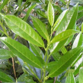 Prunus laurocerasus 'Zabeliana' - Laurier palme à feuilles étroites - Laurier cerise nain