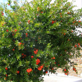 Punica granatum 'Maxima Rubra' - Grenadier à fleurs rouges