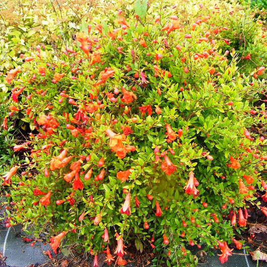 Punica granatum 'Nana' - Grenadier à fleurs nain
