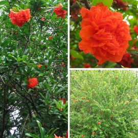 Punica granatum 'Pleniflora' - Grenadier à fleurs oranges