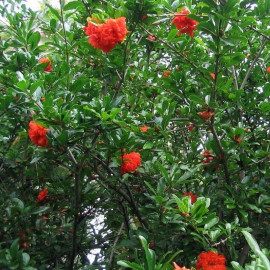 Punica granatum 'Pleniflora' - Grenadier à fleurs oranges