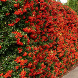 Pyracantha coccinea 'Ventoux Red' - Buisson ardent - Pyracanthe à baies rouges