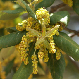 Quercus suber - Chêne liège - Corcier persistant en godet forestier