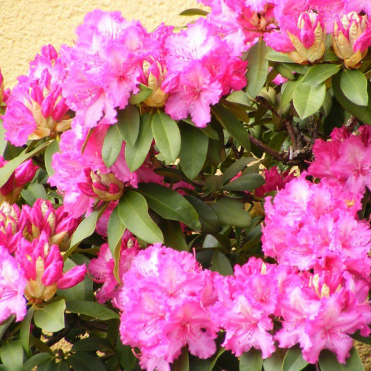 Rhododendron ponticum 'Rosea' * - Rhododendron pontique rose