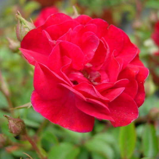Rosa 'The Fairy Red' - Rosier paysager rouge - Rosier polyantha double