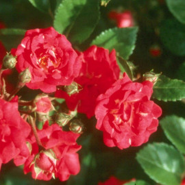 Rosa 'The Fairy Red' - Rosier paysager rouge - Rosier polyantha double