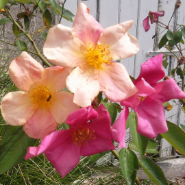 Rosa chinensis 'Mutabilis' - Rosier de Chine tricolore botanique