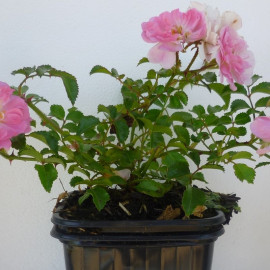 Rosa Pablito - Rosier nain paysager couvre-sol rose