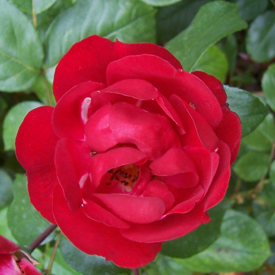 Rosa 'Red Bells' - Rosier nain paysager couvre-sol rouge