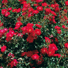 Rosa 'Red Bells' - Rosier nain paysager couvre-sol rouge
