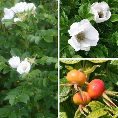 Rosa rugosa 'Alba' - Rosier rugueux du Japon blanc